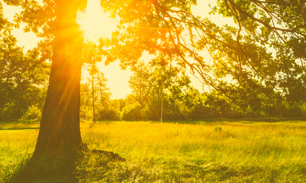 Tree and sunlight coming through. Join our candle community of intentional living in Dubai UAE